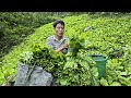 Harvest Green Vegetables Goes To Market Sell - Gardening | Solo Survival