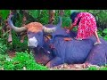 near the world's strongest bison 🐃🐃ശക്തനായ കാട്ടുപോത്തിനെ കീഴ്പ്പെടുത്തി 🐃🐃🐃🐃