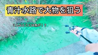 こんなとこにも魚はいる！？青汁みたいな水路で大物を狙う