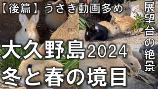 大久野島 冬と春の境目【後篇】。瀬戸内海に浮かぶうさぎ島。うさぎ動画多めの回 2024年2月11日～12日