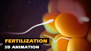 Fertilization - Conception Explained | 3D Animation