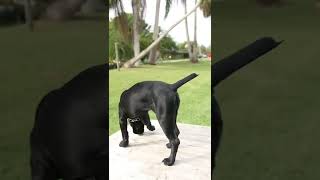 Distance control commands witha Cane Corso #animals #cane #canecorso#canecorsoitaliano #canecorsodog