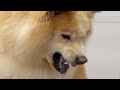 Epic transformation on an angry Chow Chow