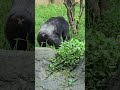 Chimpanzee/Pan troglodytes/Taipei Zoo