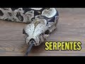 SERPENTES COMO ANIMAIS DE ESTIMAÇÃO