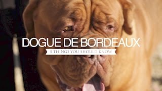 DOGUE DE BORDEAUX FIVE THINGS YOU SHOULD KNOW