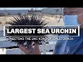 THE LARGEST SEA URCHIN I'VE SEEN - Meeting The Uni King Of California and Trying His Secret Product!