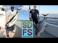 Yellowfin Tuna Fishing San Diego Sportfishing Report October 2024 | Ranger 85 Offshore H&M Landing