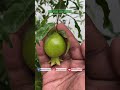 Pomegranate Flower to Fruit Time Lapse Shorts Video #mkpetsandgardening #shorts #timelapsevideo