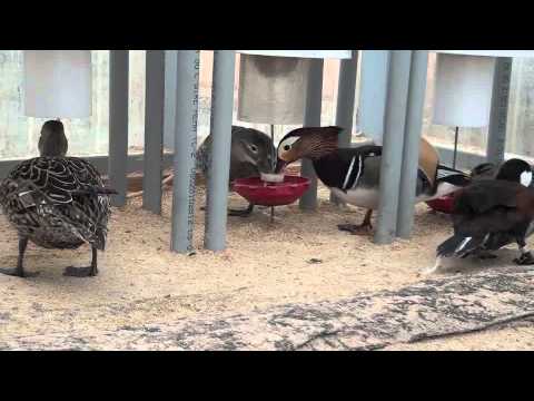 Mandarin And Badelynge Using Peckomatic Automatic Demand Feeder - YouTube