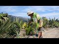 Encephalartos latifrons | Female Cone - Seed Harvest | Species Detail