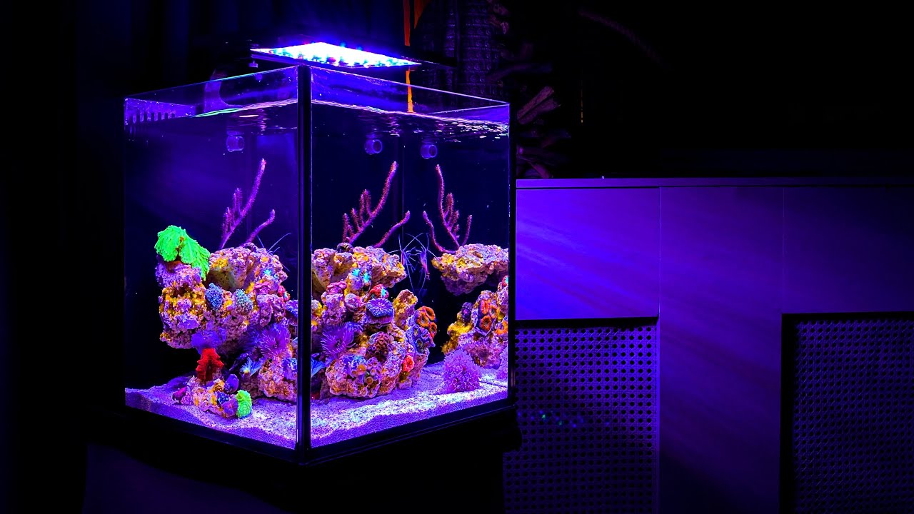 Nano Reef Tank Update Month One: Adding Animals - YouTube