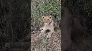 Maasai Mara Sightings Today 15/01/22 (Lions, Leopard, Buffalo, etc) | Zebra Plains | #Wildlife