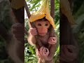 Cute baby Animals