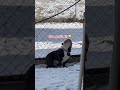 Funny Bulldog is scratching her booty on a fence!