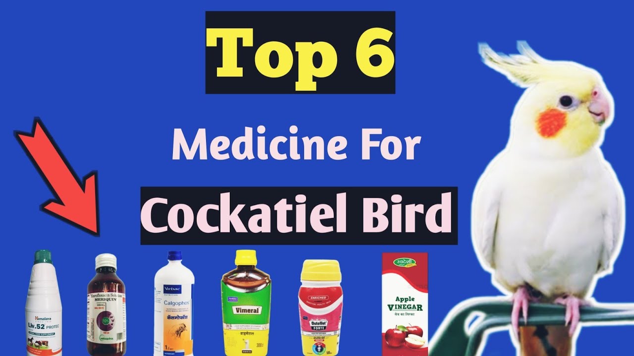 Best Medicine For Cockatiel Bird | कॉकटेल ब्रीडिंग के लिए जरूरी दवाईया ...