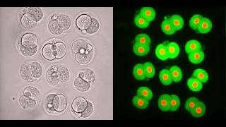 Early embryonic development of mouse