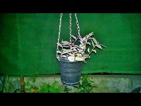 Making Hanging Pot for Hanging Plant | Wandering Jew Making Hanging Pot for Hanging Plant | Wandering Jew