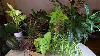 Common Houseplant Terminology / Viewer Inspired