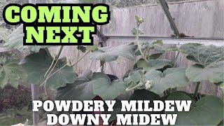 Coming Up Next Powdery Mildew & Downy Mildew [Gardening Allotment UK] [Grow Vegetables At Home ]