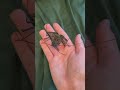 Handling a Tailess Whip Scorpion (Damon diadema)