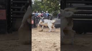 Bull ride in Belton
