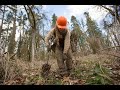 How to Plant Oak Trees