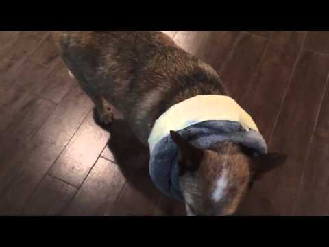 DIY DOG CONE ALTERNATIVE e-collar DIY DOG CONE ALTERNATIVE e-collar