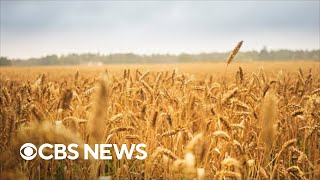 Ukraine and Russia sign grain export agreement