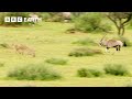 Can Young Cheetahs Hunt These Antelope? | Animals With Cameras | BBC Earth