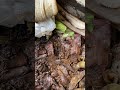 BSFL Season Starts Now | How To Prep A Bin For Composting