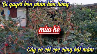 Bí quyết bón phân cho cây hoa hồng mùa hè cây còi cọc cũng phải bật mầm