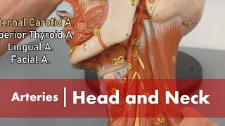 Arteries of the Head and Neck