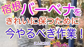 2025/1/18 宿根バーベナって“宿根”のはずなのに、いつの間にか枯れ枯れになっていて　春になっても復活しない！ってことありませんか？　それ、枯れているんじゃないので　今、手入れをしておきましょう