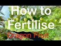 How to Fertilise Dragon Fruit to Boost Growth and Flowering