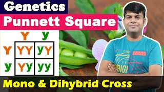 Punnett Square | Monohybrid & Dihybrid Cross | Phenotype & Genotype | Ch-3 Genetics | Biology