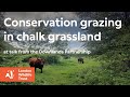 Conservation grazing in chalk grassland