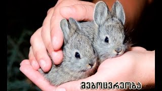 mebocvreoba mcire fermerebisatvis. Rabbit small farmers