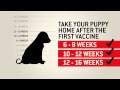 Understanding dog vaccinations - Purina