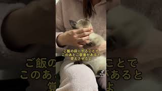 まだまだうまくいかない社会科トレーニング #子猫 #猫 #shorts