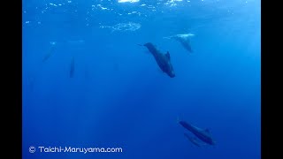 🐬コビレゴンドウの大群と一緒に泳いだシーン／Short Finned Pilot Whale Encounter