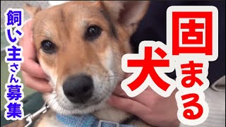 保護犬３匹、飼い主さん募集中！固まり犬しずかちゃん、佐藤健似のイケメン犬タケルくん、ピンクの鼻のロクくんの巻