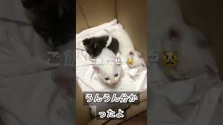 【保護猫】🐱（腹ペコや、、このままだとしんでまう。） #shorts