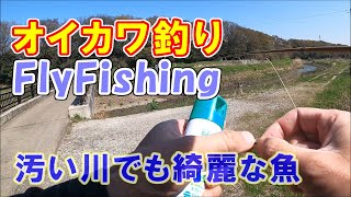 近所の汚い川で綺麗なオイカワを釣る