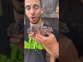 Nick with a super rare looking gecko99@nickthewrangler | WSHH