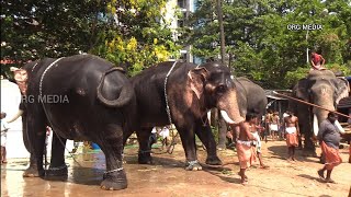 ശീവേലി കഴിഞ്ഞൊരു നനക്കൽ എറണാകുളം ശിവക്ഷേത്രോത്സവം 2023/ Ernakulathappan utsav  Elephants 2023.