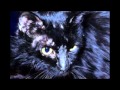 Ringworm in Dogs and Cats Ringworm in Dogs and Cats