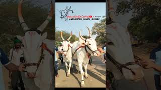 ಹುಣಶಿಕಟ್ಟಿ ತೆರಬಂಡಿ ಮೈದಾನ ಬಿದರಿ ಬುಲ್ಸ್ #love #bull #kannadasangs #terabandirace