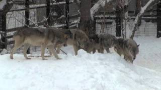 共に行動するオオカミ一家〜Wolf Pack at the Maruyama Zoo