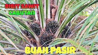 Bibit sawit cabutan buah pasirnya sudah seperti ini